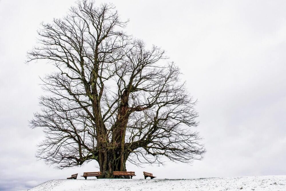 Baum: Baumbestandsplan als wichtiger Bestandteil beim Hausbau